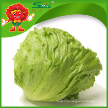 Lechuga de Iceberg sin mote con precio premium